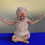 naked mole rat, mulle, yoga, yoga pose, mindfulness, relaxation, heterocephalus glaber, rat species, mammal, animal, fauna, naked mole rat, naked mole rat, yoga, yoga, yoga, yoga pose, yoga pose, yoga pose, yoga pose, nature, yoga pose