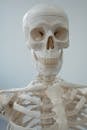 Detailed anatomical skeleton model ideal for educational and scientific learning purposes.